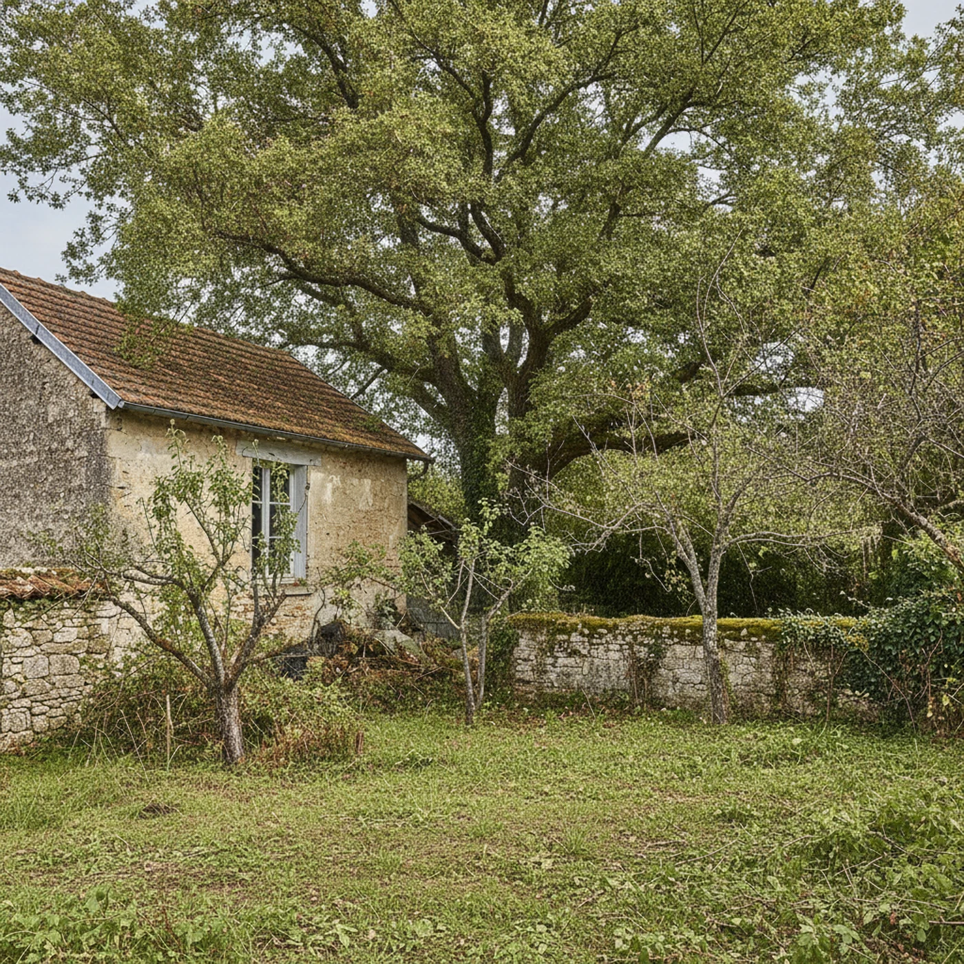 Arbre allégé après taille sanitaire dans une propriété de Cluny